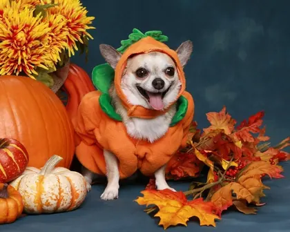 Pet Supplies Plus Leawood, business photo 2
